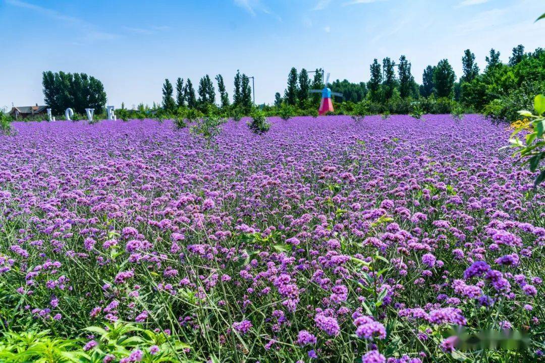 【e家讲述】紫缘香草园的夏日风情_章丘