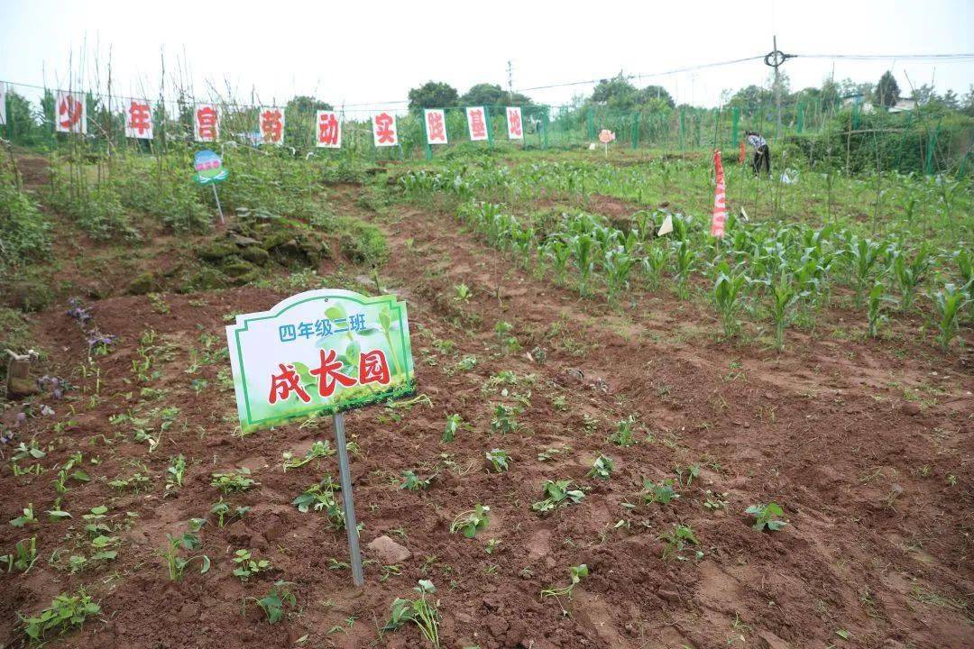 【实践】校园"开心农场"走俏 学生变身快乐"小农夫"