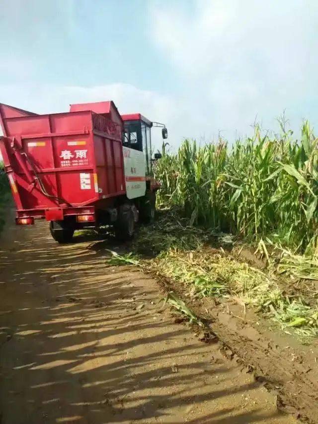 18万出售春雨4yzp2玉米收割机