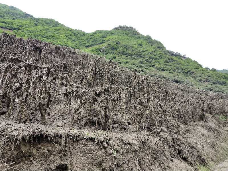 汶川人口结构_汶川地震