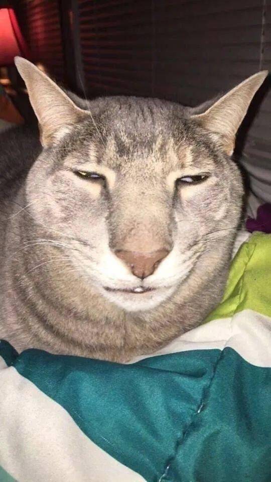 最丑猫咪长啥样?这些猫断了我吸猫的念头