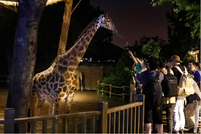 限时2个月 上野 动物园奇妙夜 7月1日回归 看夜深后动物有多 野 车入区