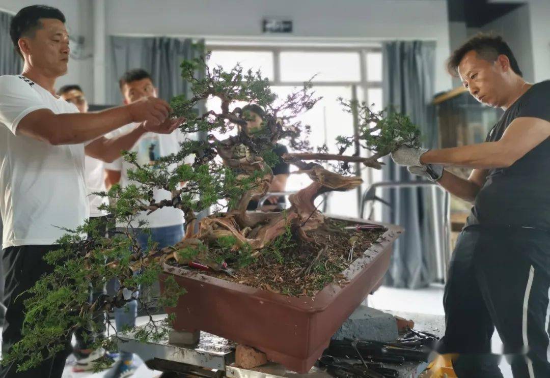 在如皋市花卉园艺职业培训学校2020年松树盆景制作与欣赏大师提升班