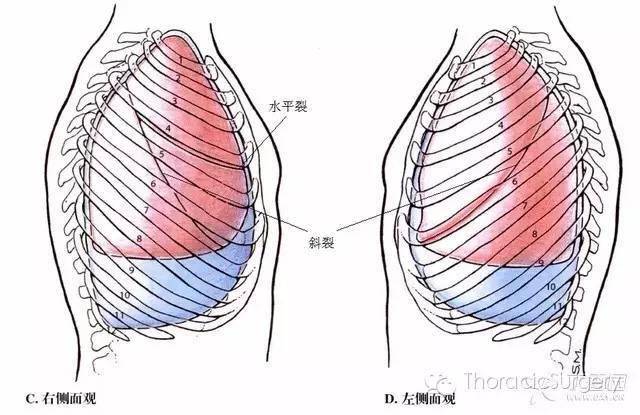 胸腔体表定位及胸腔积液量评估