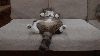 猫脸越大,猫咪越渣?