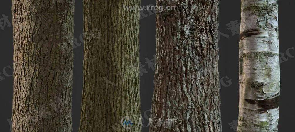 3d模型36组4k高精度树木树皮pbr纹理贴图合集第一季