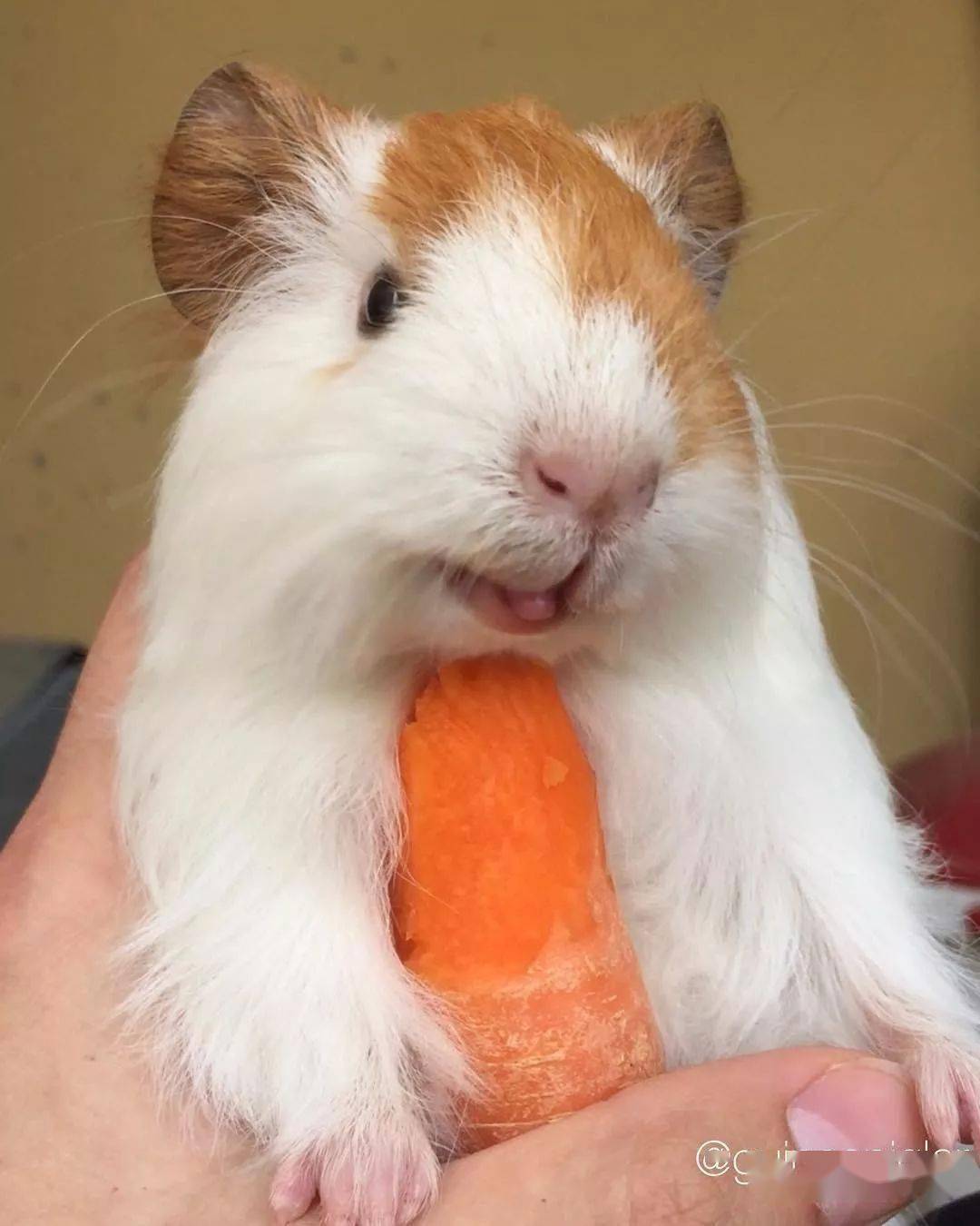 可是它们萌味儿十足 一出场总能萌翻众人 图片来源ig:guineapigler