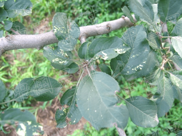 苹果园主要病害的诊断与防治实用技术苹果花叶病