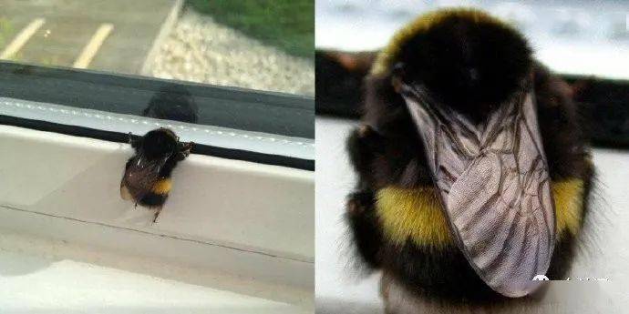 毛茸茸的小蜜蜂好可爱啊