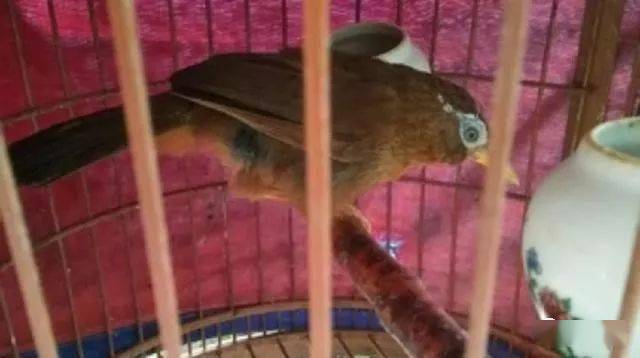 独具特色的双白口画眉鸟更适合做唱还是做打呢?_手机