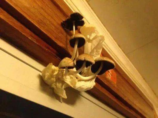 雨天|梅雨季吐槽 |乘风破浪的预报员们，梅雨天除了做预报还在干啥？