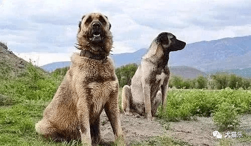 土耳其的国宝级猛犬,攻击能力强大无比,被誉为"上帝的