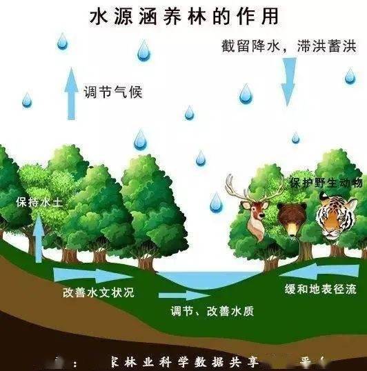 答疑解惑森林和湿地在生态功能上的异同