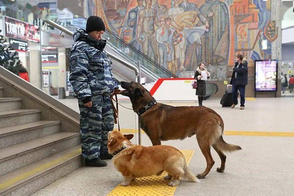 又萌又酷!俄罗斯唯一一只柯基警犬退休