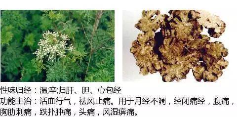 最全中草药图谱,附主治功效(吐血整理,建议收藏)