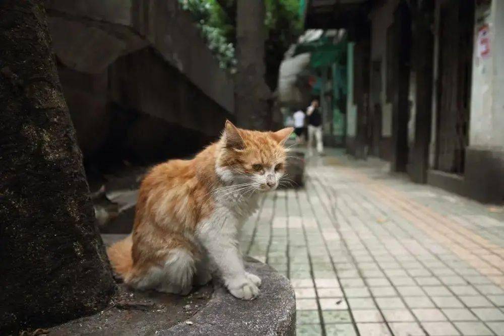 心痛!被遗弃的猫妈妈主动接近人类,生下小奶猫后却被如此虐待