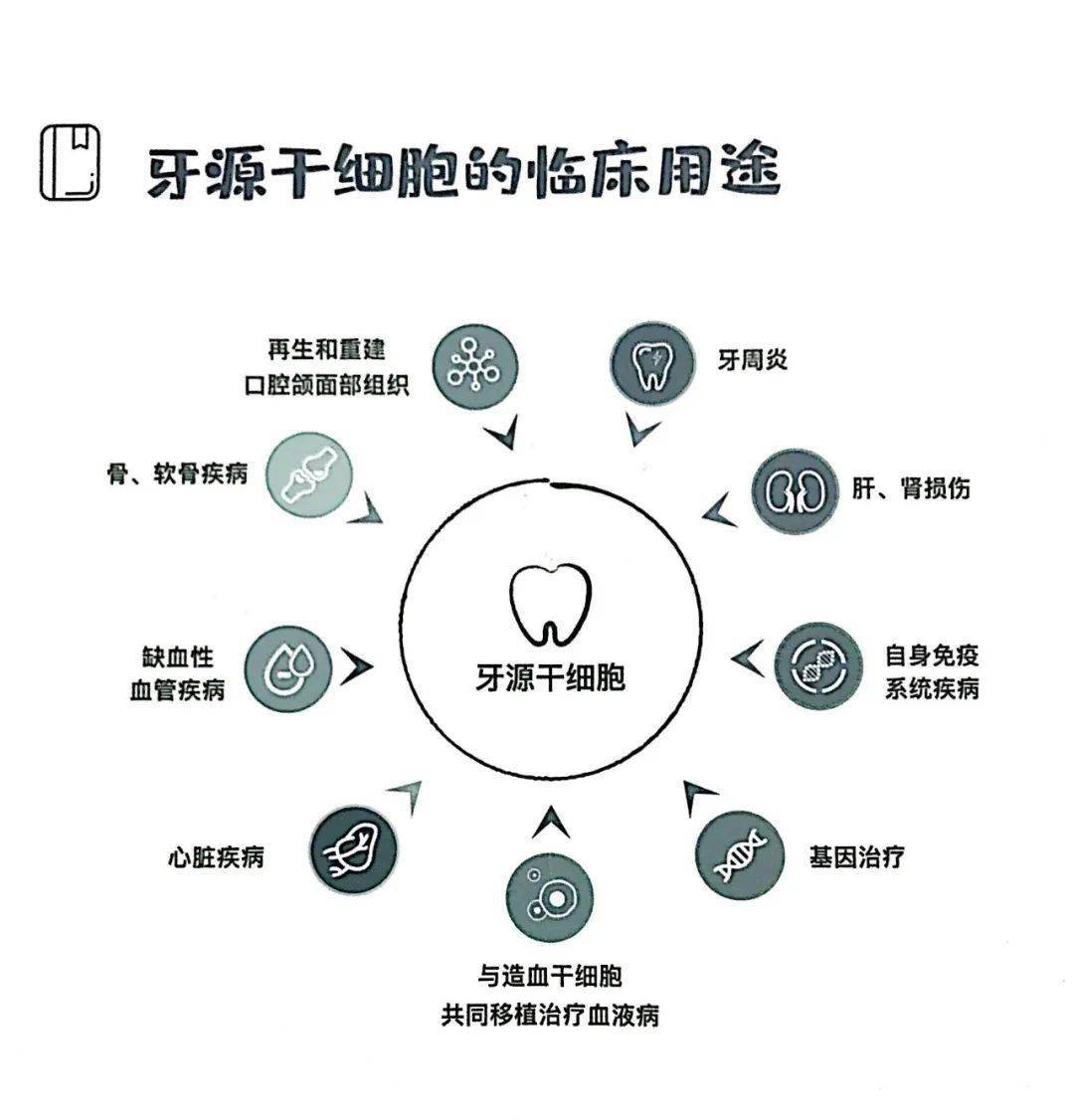 智齿拔了千万别扔牙齿里含有干细胞保留下来以后有大用处