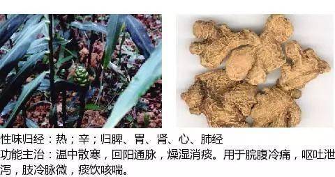 最全中草药图谱,附主治功效(吐血整理,建议收藏)