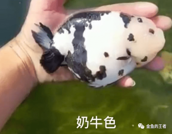 新手向——各类兰寿体型品相分析