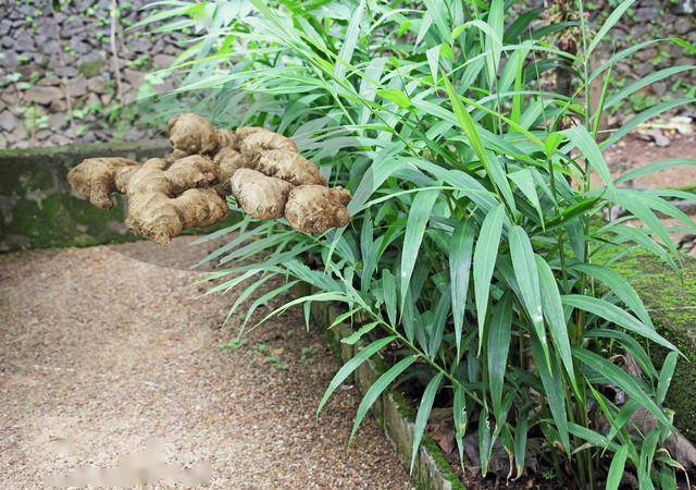 农民种生姜浇水有讲究如何加强生姜种植过程中水分的供应