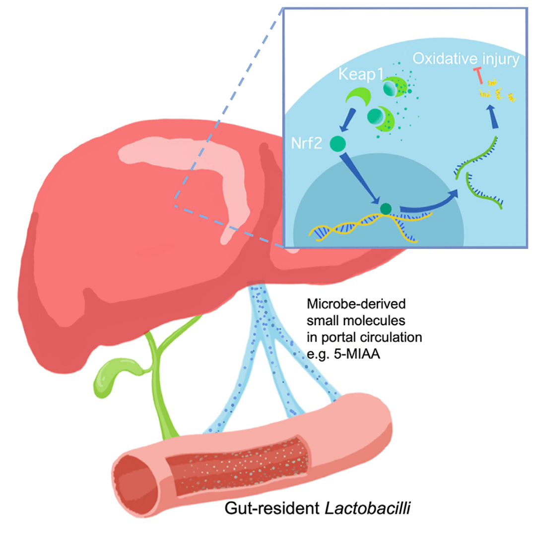 菌群功能再突破!cell metab:肠道乳杆菌可促进肝脏解毒功能