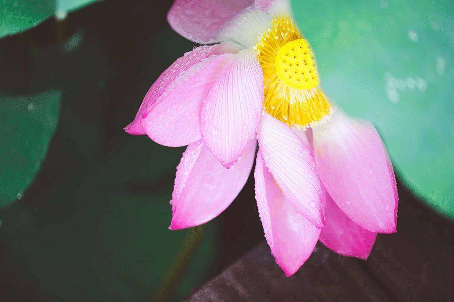 “夏”天“雨”后来一场与“荷”花的邂逅