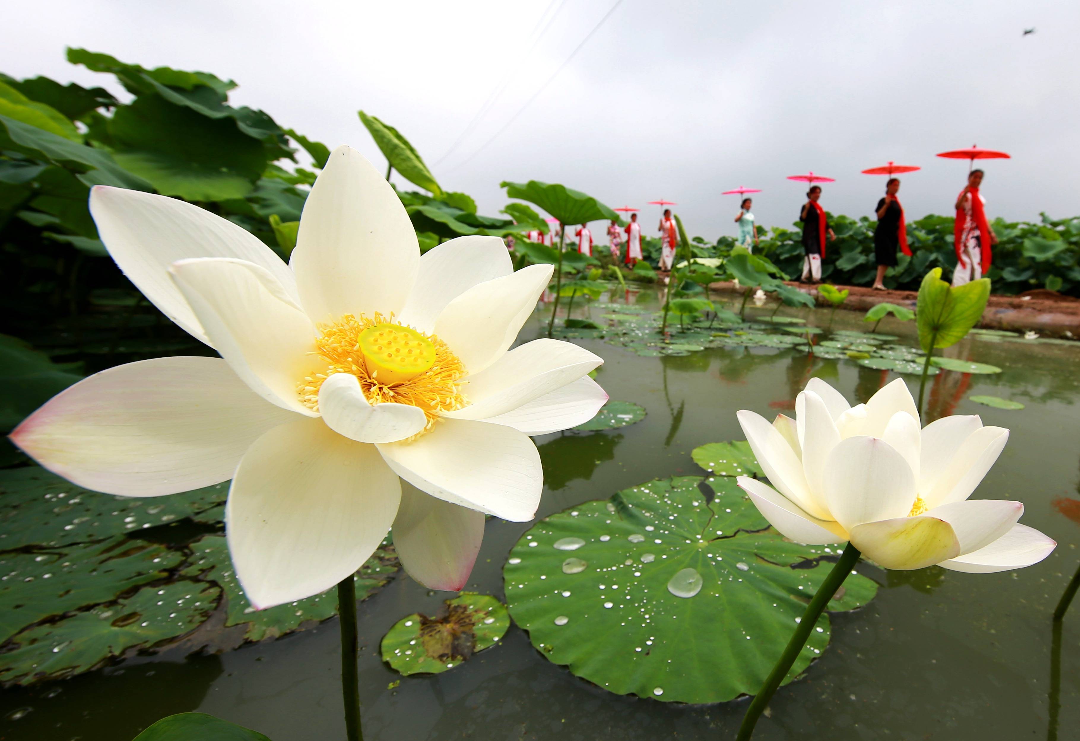 7月3日,游客在曲周县胜丰莲藕种植专业合作社荷塘景区游览.