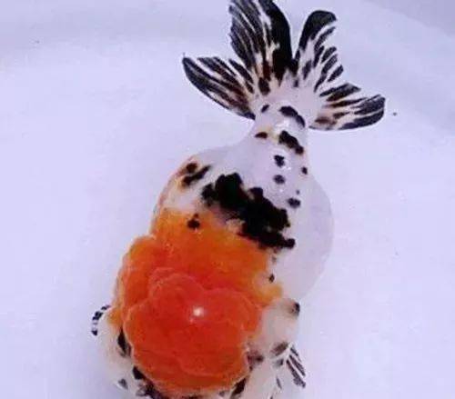 品鉴最极品兰寿什么颜色
