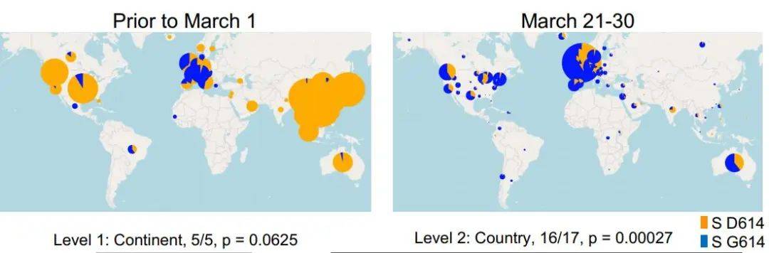 变异|世卫组织：尚无证据表明D614G突变会导致更严重的病情