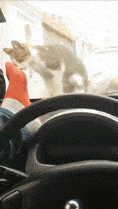 爆笑GIF:家里有这么个能干的媳妇,还用担心一亩三分地吗?