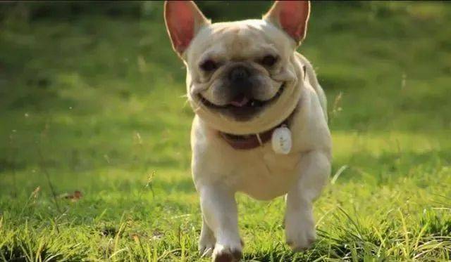 适合家里养的狗小型犬 970049a3b9504452b0b0a2f4ee1690ce.jpeg