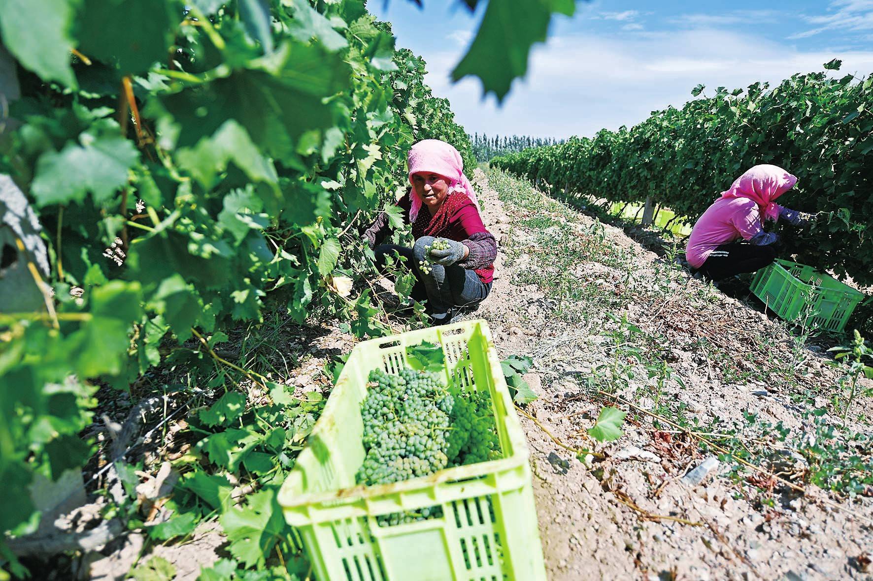 图为宁夏银川市永宁县闽宁镇原隆村立兰酿酒葡萄种植基地