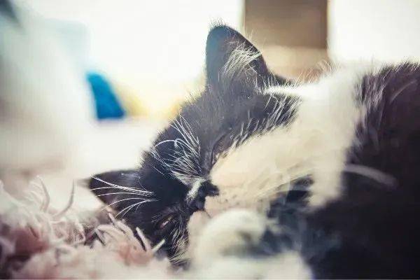 做梦梦到猫会怎样，探索梦境中的神秘访客