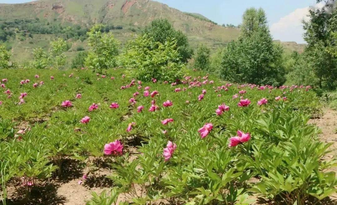 临洮撂荒地变芍药基地,绽放"幸福花"