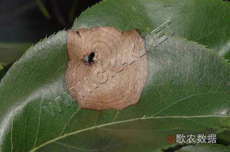 植保如何防治梨树轮纹病和黑星病