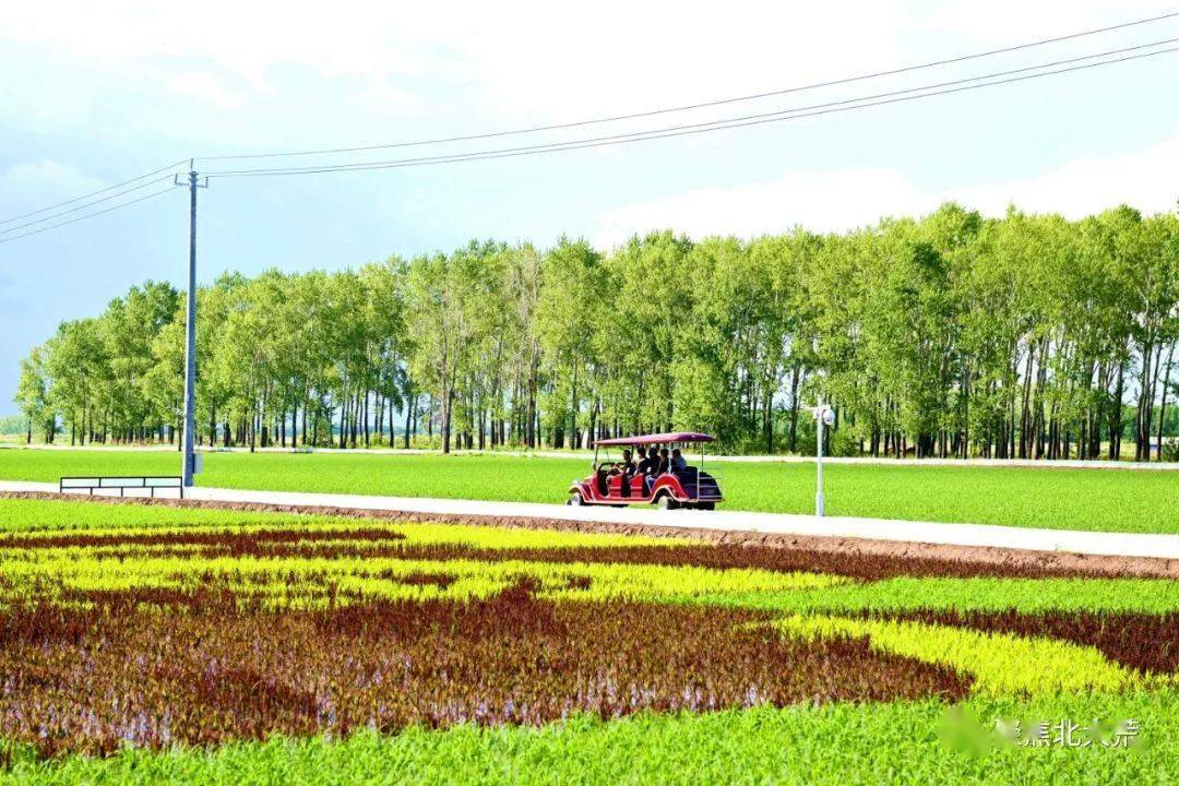 梧桐河农场有限公司稻田画成新景色