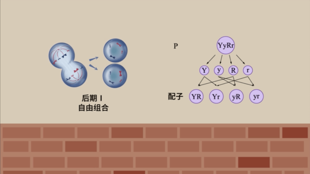 【生物大师高中】基因重组——朱砂鱼谱