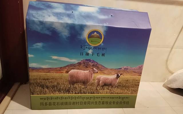 合作社|上海送来分红模式，玛多牧民增收“喜羊羊”