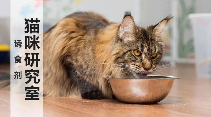 猫粮的诱食剂到底是什么?有没有毒?