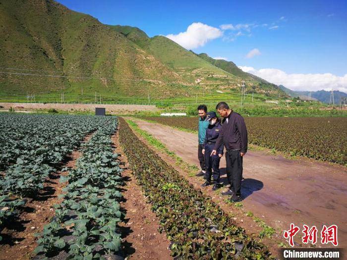 海关|甘肃上半年高原夏菜出口额增长3.2倍