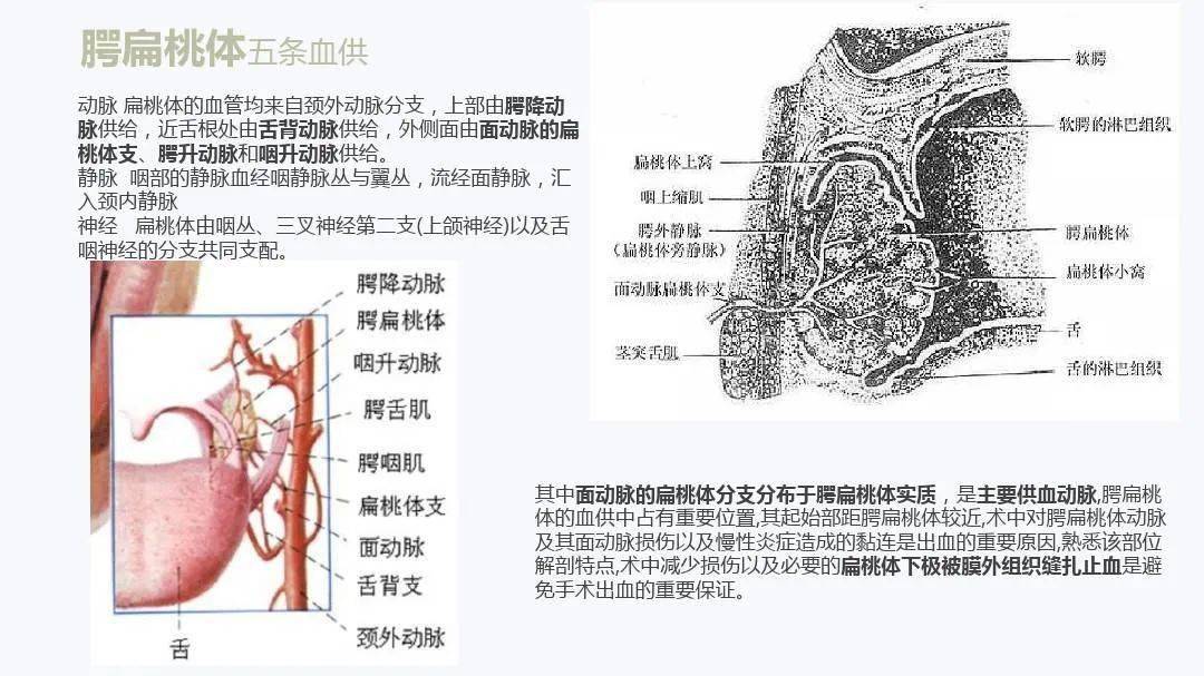 清晰扁桃体解剖及常见病变