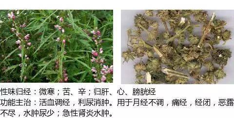 史上最全中草药图谱(附主治功效)