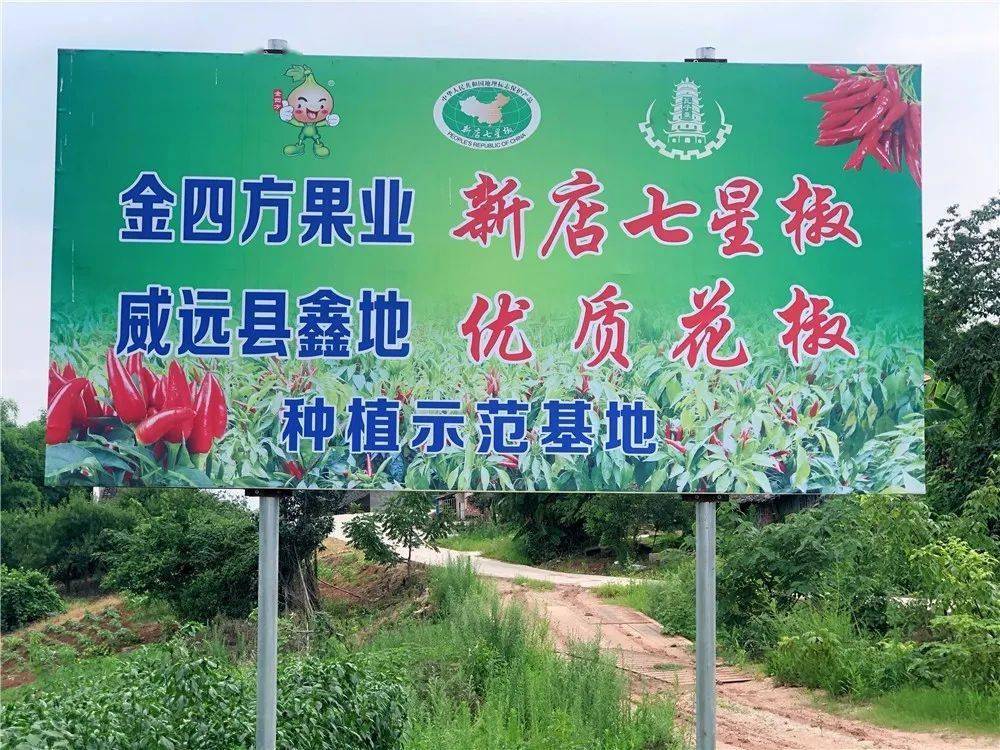 鑫地种植示范基地位于  新店镇金莲村13组