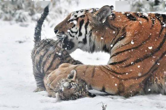 去动物园拍到一只虎妈正在教育虎宝宝,看样子,好严格啊!