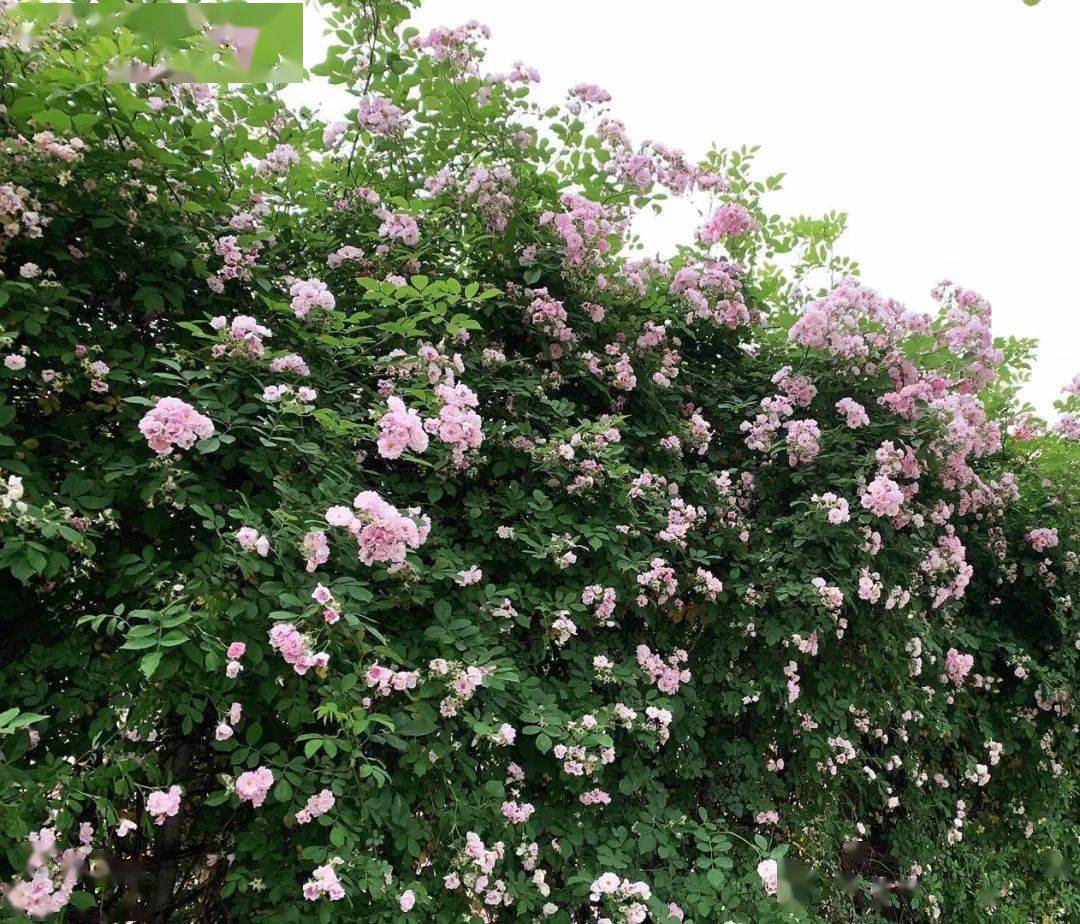 南林特|每日一杯夏日限定,林间韵味你get到了吗?