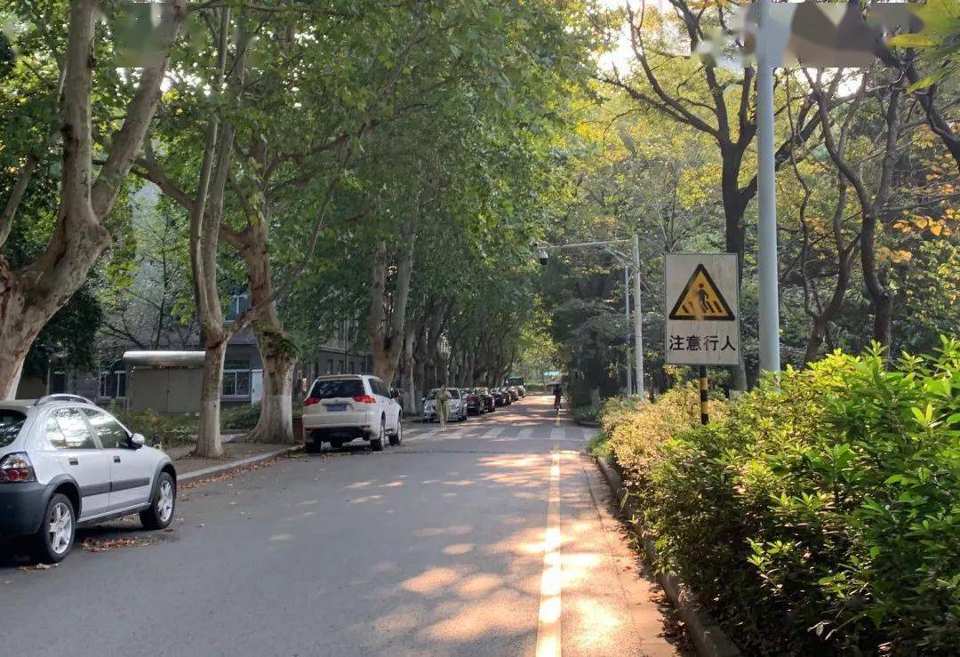 南林特|每日一杯夏日限定,林间韵味你get到了吗?