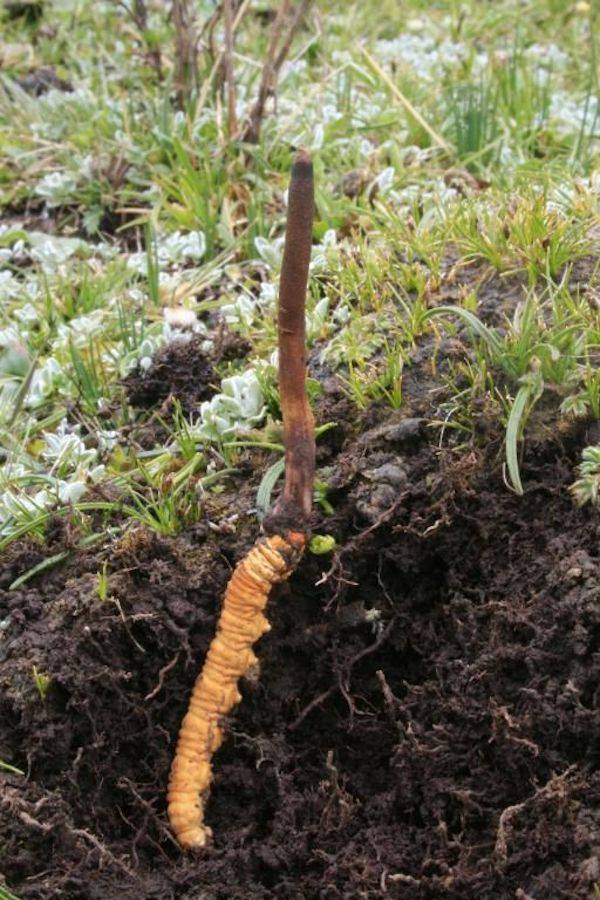 威胁|IUCN濒危物种红色名录更新，冬虫夏草首上名录