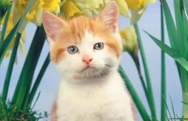 怎么养小猫咪新手入门 dd3ef6ed160e40b6b1ec71455c916030.jpeg