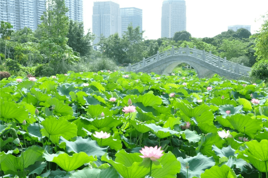 荷花池赏荷