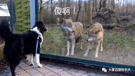 主人:很想看看狗狗看到狼的表情,会不会很害怕呢?